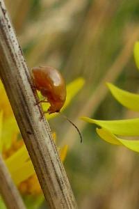 <i>Sphaeroderma</i>