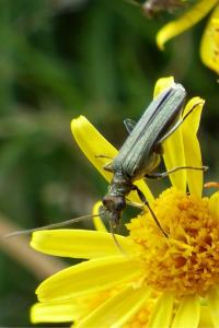 <i>Oedemera</i>