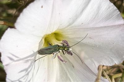 <i>Oedemera nobilis</i>