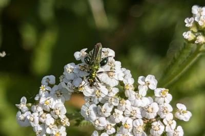 <i>Oedemera nobilis</i>