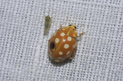 <i>Halyzia sedecimguttata</i>