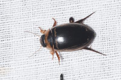 <i>Hydaticus transversalis</i>