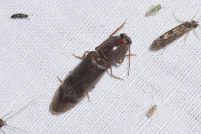 <i>Stenagostus rhombeus</i>