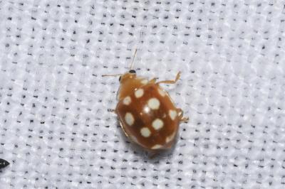<i>Vibidia duodecimguttata</i>