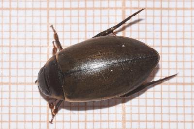 <i>Colymbetes fuscus</i>