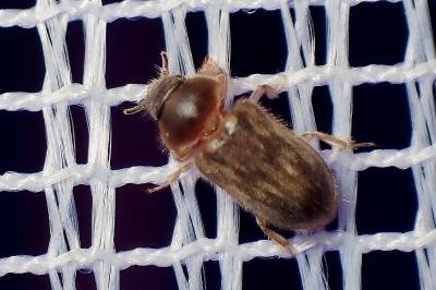<i>Heterocerus</i>