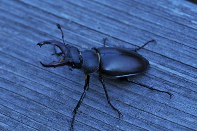<i>Lucanus cervus</i>