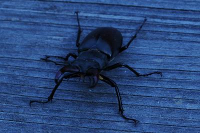 <i>Lucanus cervus</i>