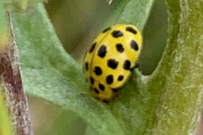 <i>Psyllobora vigintiduopunctata</i>
