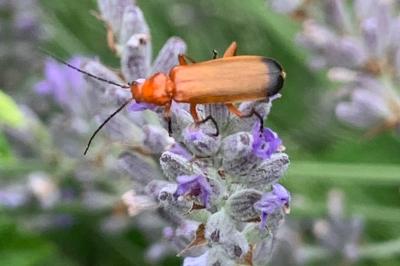 <i>Rhagonycha fulva</i>
