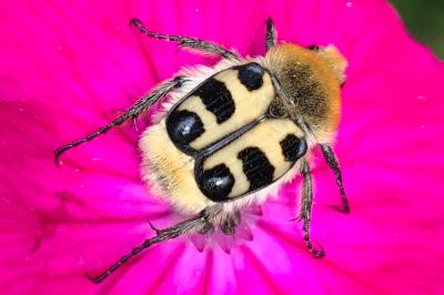 <i>Trichius fasciatus</i>