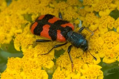 <i>Trichodes alvearius</i>