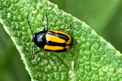 <i>Cryptocephalus vittatus</i>