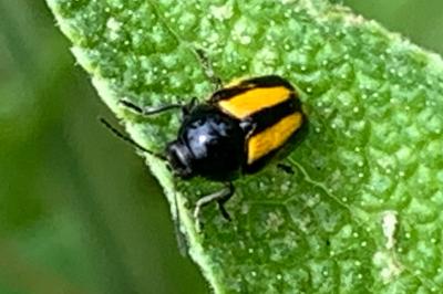 <i>Cryptocephalus vittatus</i>