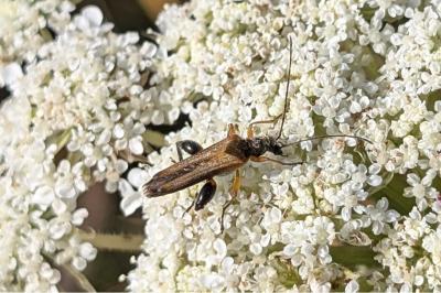<i>Oedemera podagrariae</i>