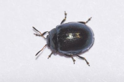 <i>Plagiodera versicolora</i>