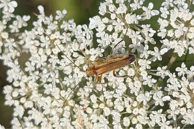 <i>Oedemera podagrariae</i>