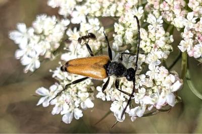 <i>Stictoleptura fulva</i>