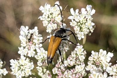 <i>Stictoleptura fulva</i>