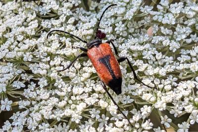 <i>Stictoleptura cordigera</i>