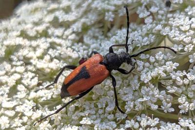 <i>Stictoleptura cordigera</i>