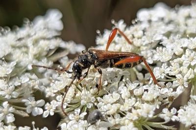 <i>Stenopterus rufus</i>