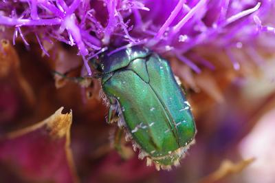 <i>Cetonia aurata</i>
