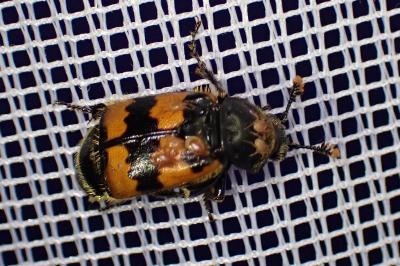 <i>Nicrophorus</i>