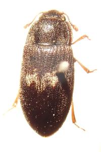 <i>Biphyllus lunatus</i>