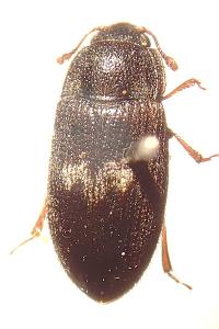 <i>Biphyllus lunatus</i>