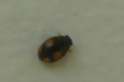 <i>Platynaspis luteorubra</i>