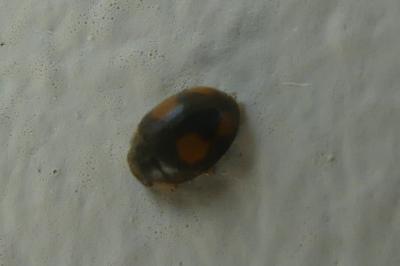 <i>Platynaspis luteorubra</i>