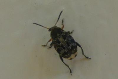 <i>Bruchus</i>