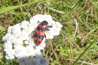 <i>Trichodes alvearius</i>