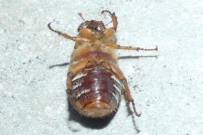 <i>Amphimallon solstitiale</i>