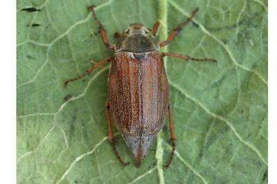 <i>Melolontha melolontha</i>