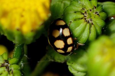 <i>Coccinula quatuordecimpustulata</i>