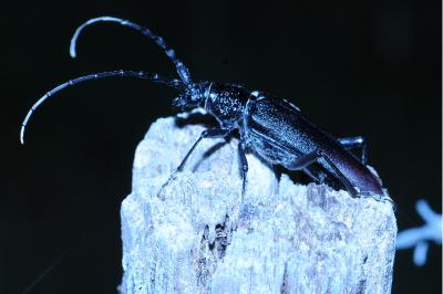 <i>Cerambyx cerdo</i>