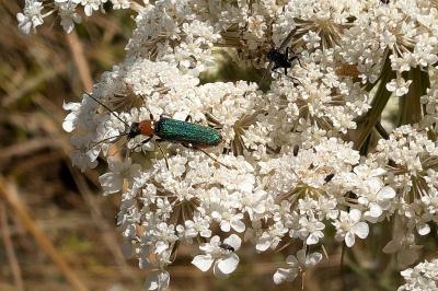 <i>Anogcodes seladonius</i>