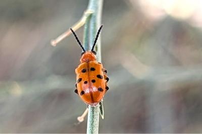 <i>Crioceris duodecimpunctata</i>