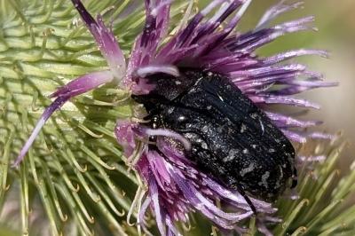 <i>Oxythyrea funesta</i>