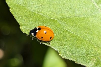 <i>Coccinella septempunctata</i>