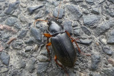 <i>Pseudoophonus</i>