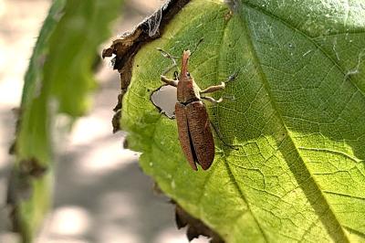 <i>Lixus</i>