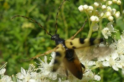 <i>Rutpela maculata</i>