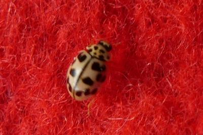 <i>Oenopia conglobata</i>