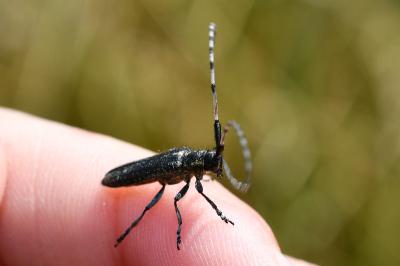 <i>Agapanthia</i>