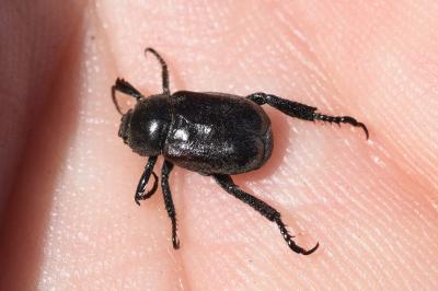 <i>Hoplia philanthus</i>