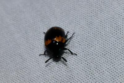 <i>Diaperis boleti</i>