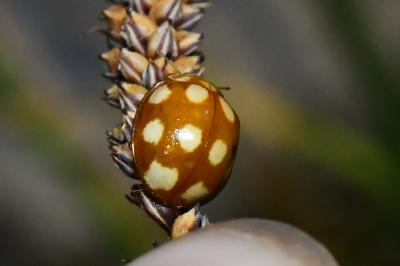 <i>Calvia decemguttata</i>